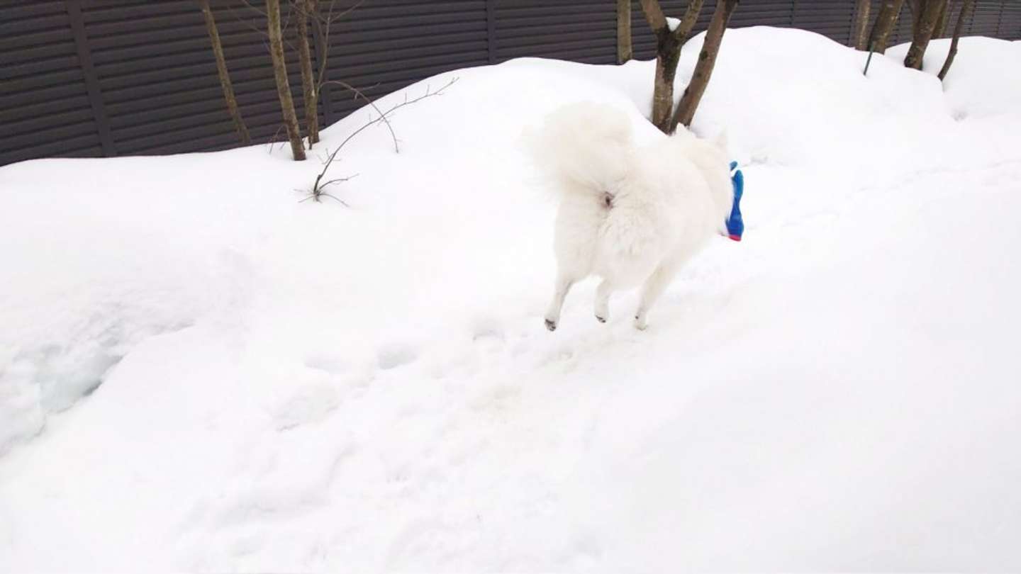 くーさんママ（＠kukuri_shibainu）さんの投稿より