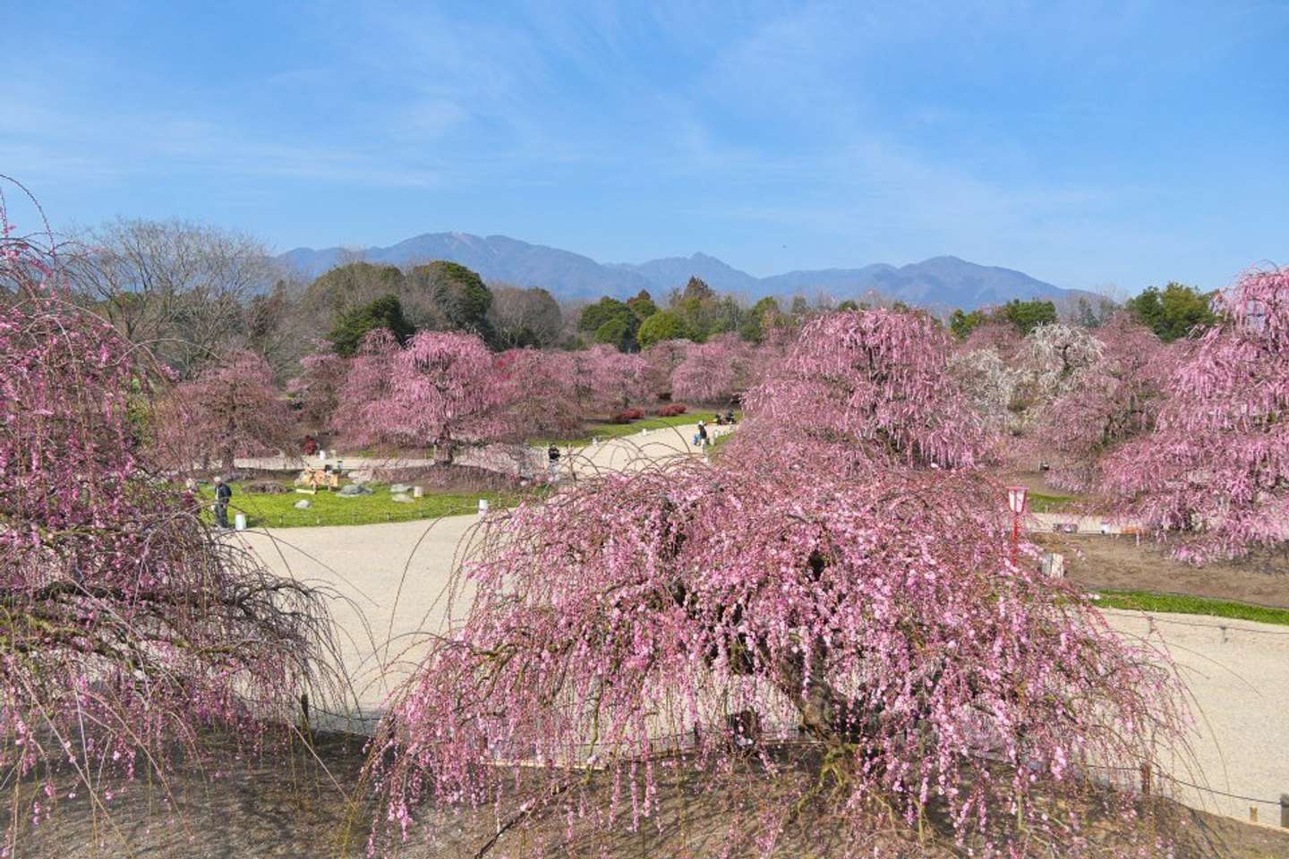 見晴らし台から展望。鈴鹿山脈を背景にしだれ梅の名木が立ち並ぶ（2026年2月24日撮影、画像はプレスリリースより）