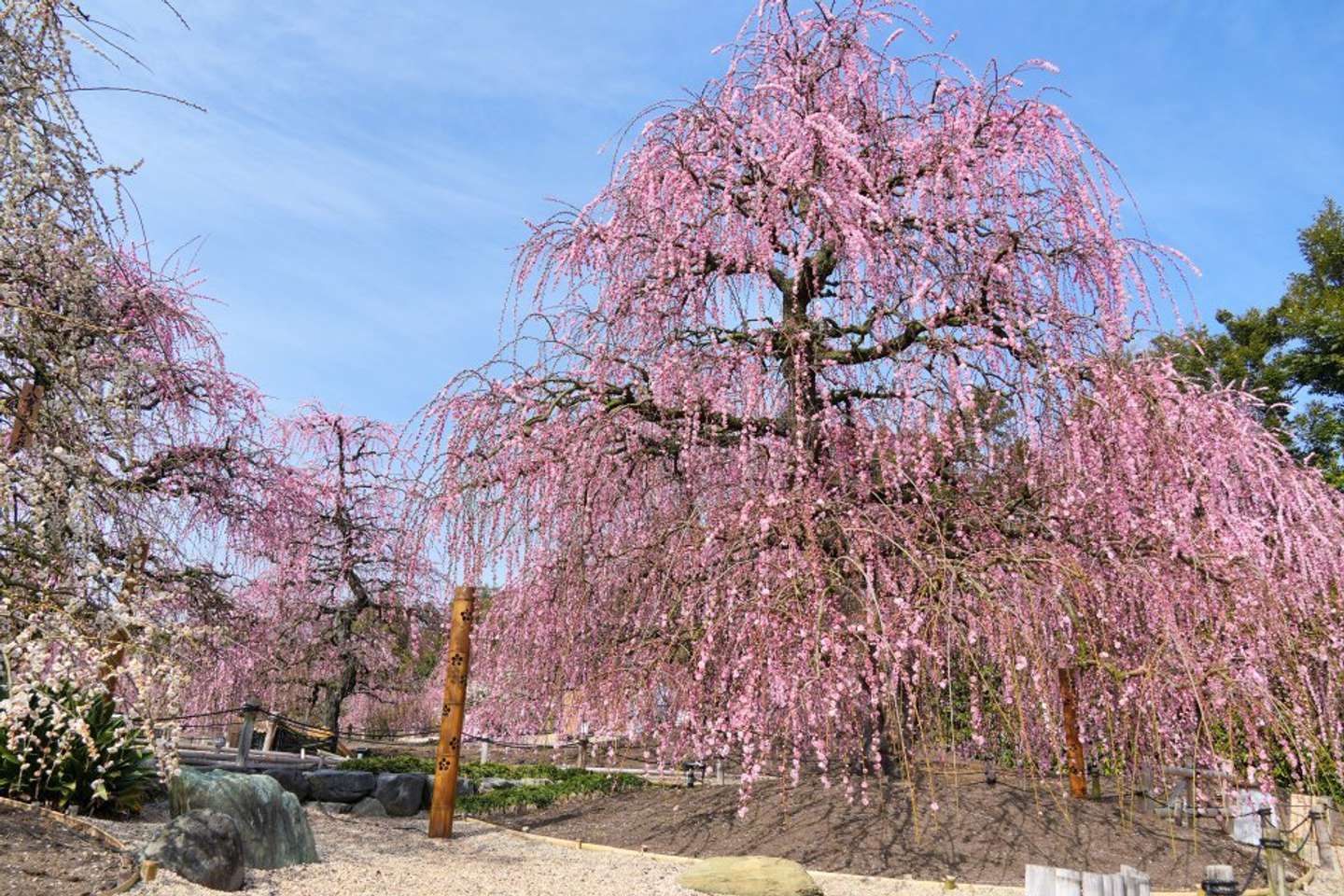 岩や砂利道、竹あかりの照明が人気のスポット（2026年2月24日撮影、画像はプレスリリースより）