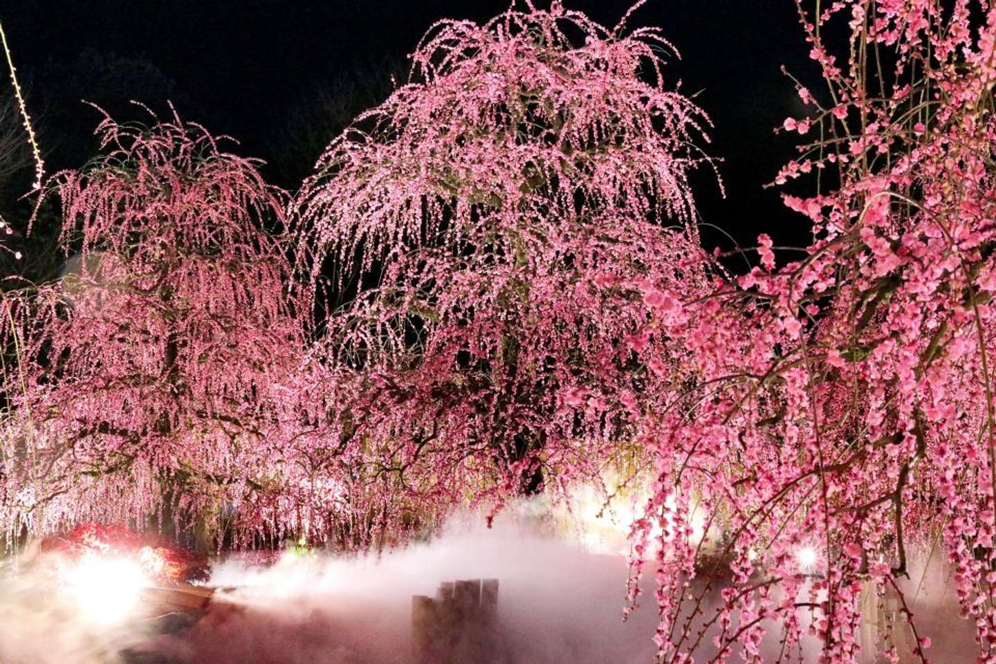 園内にはミスト（霧）による演出も。夜や雨の日は霧が広がりやすく撮影のチャンス（2025年撮影、プレスリリースより）