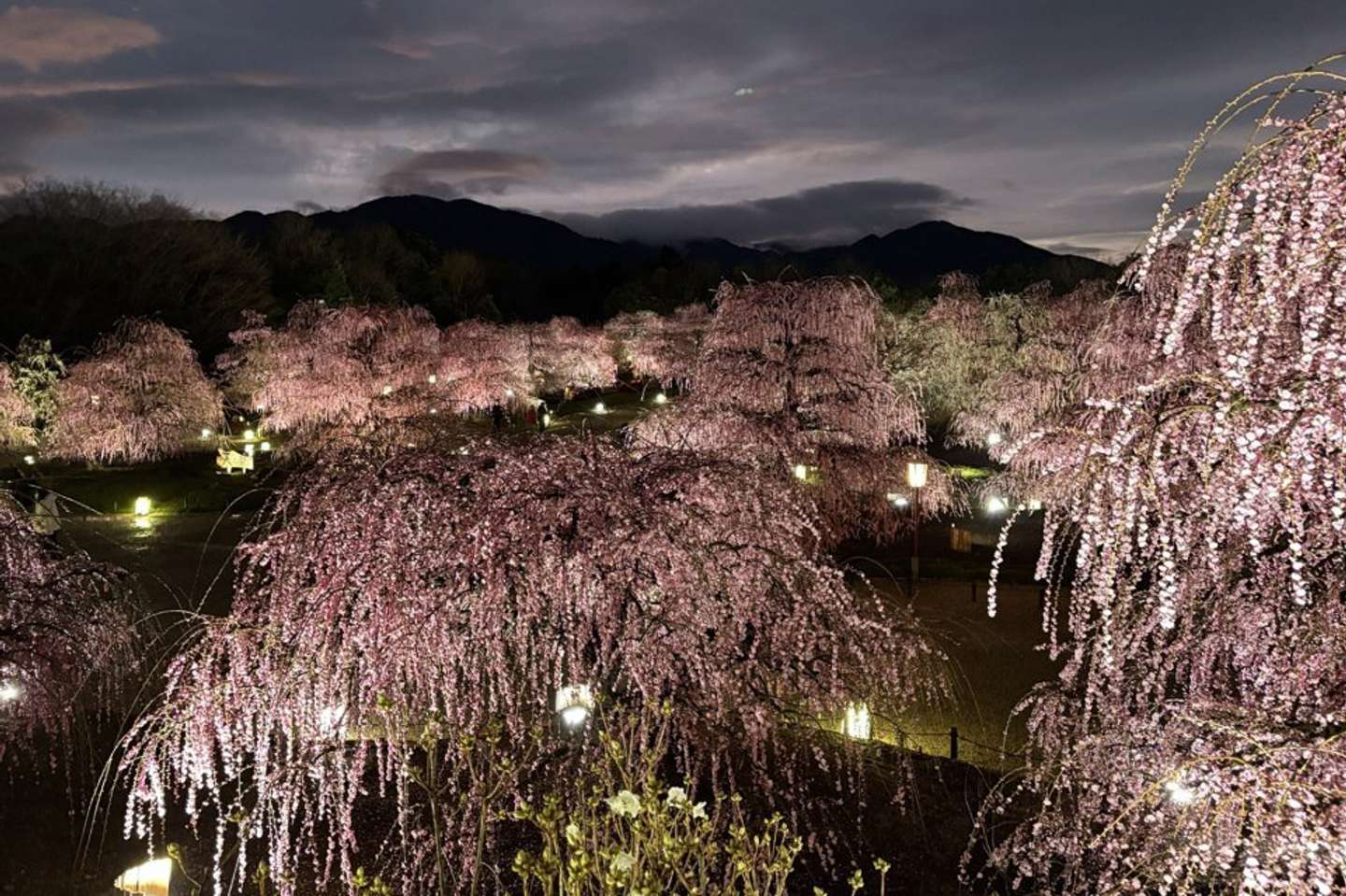 2月25日に始まったライトアップ。点灯する18時頃は鈴鹿山脈の稜線が紺碧の空がドラマチック（2026年2月25日撮影、プレスリリースより）