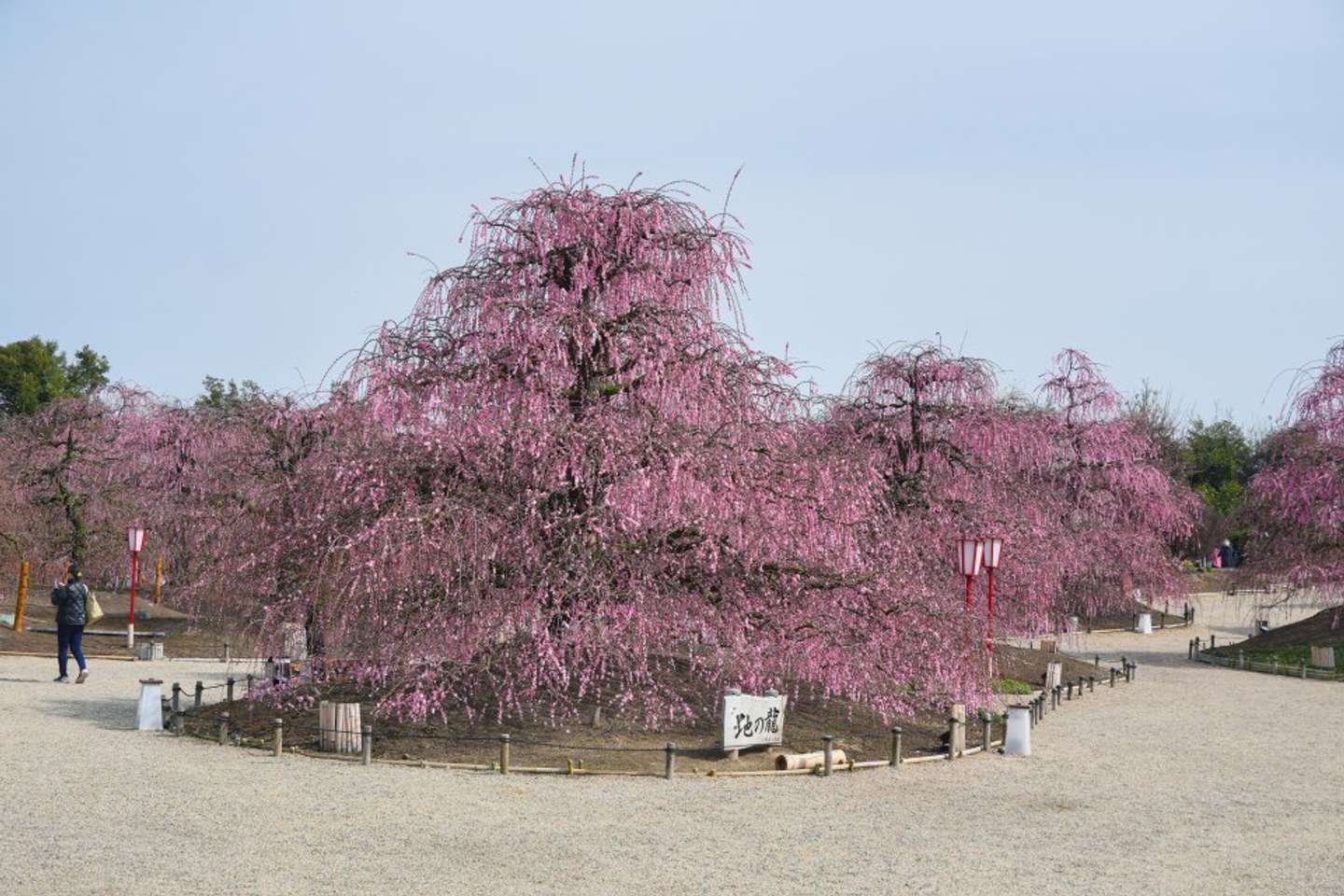 樹齢100年を超える呉服しだれの名木「地の龍」（2026年2月24日撮影、プレスリリースより）