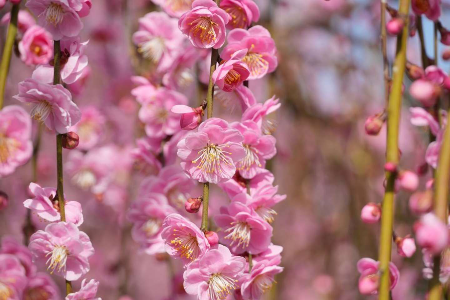 七分咲きとなっている「呉服しだれ」。この時期はピンクが鮮やか（2026年2月24日撮影、プレスリリースより）