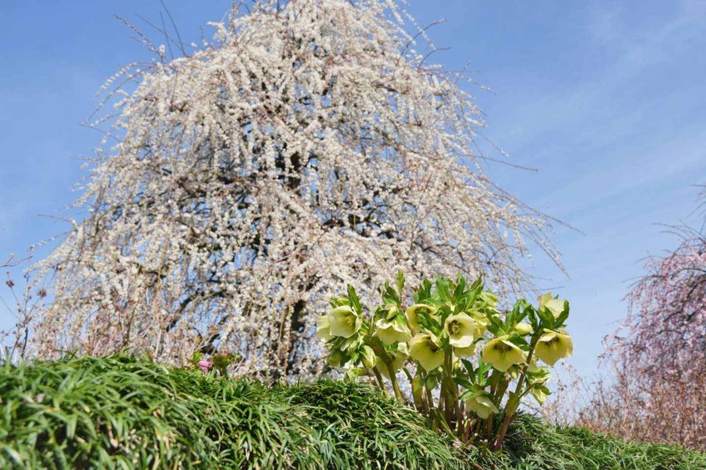クリスマスローズなど季節の花が梅の足元を飾ります。背景は「八重月影しだれ」（2026年2月24日撮影、プレスリリースより）