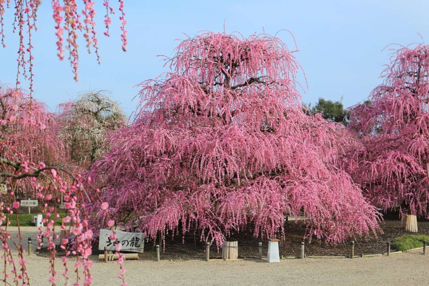 這うようなどっしりとした樹形の名木「地の龍」（プレスリリースより）

