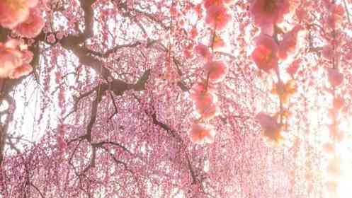 桃源郷って、三重に実在するらしい　「鈴鹿の森庭園」の幻想絶景に1.8万人見惚れる