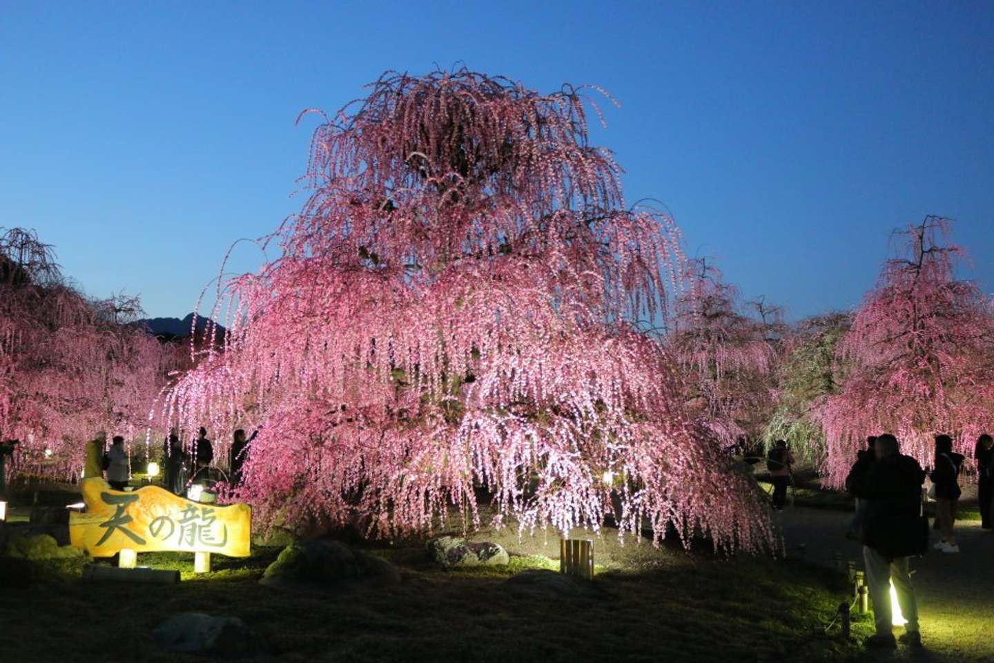 龍が天へ昇るような力強い樹形の名木「天の龍」（プレスリリースより）