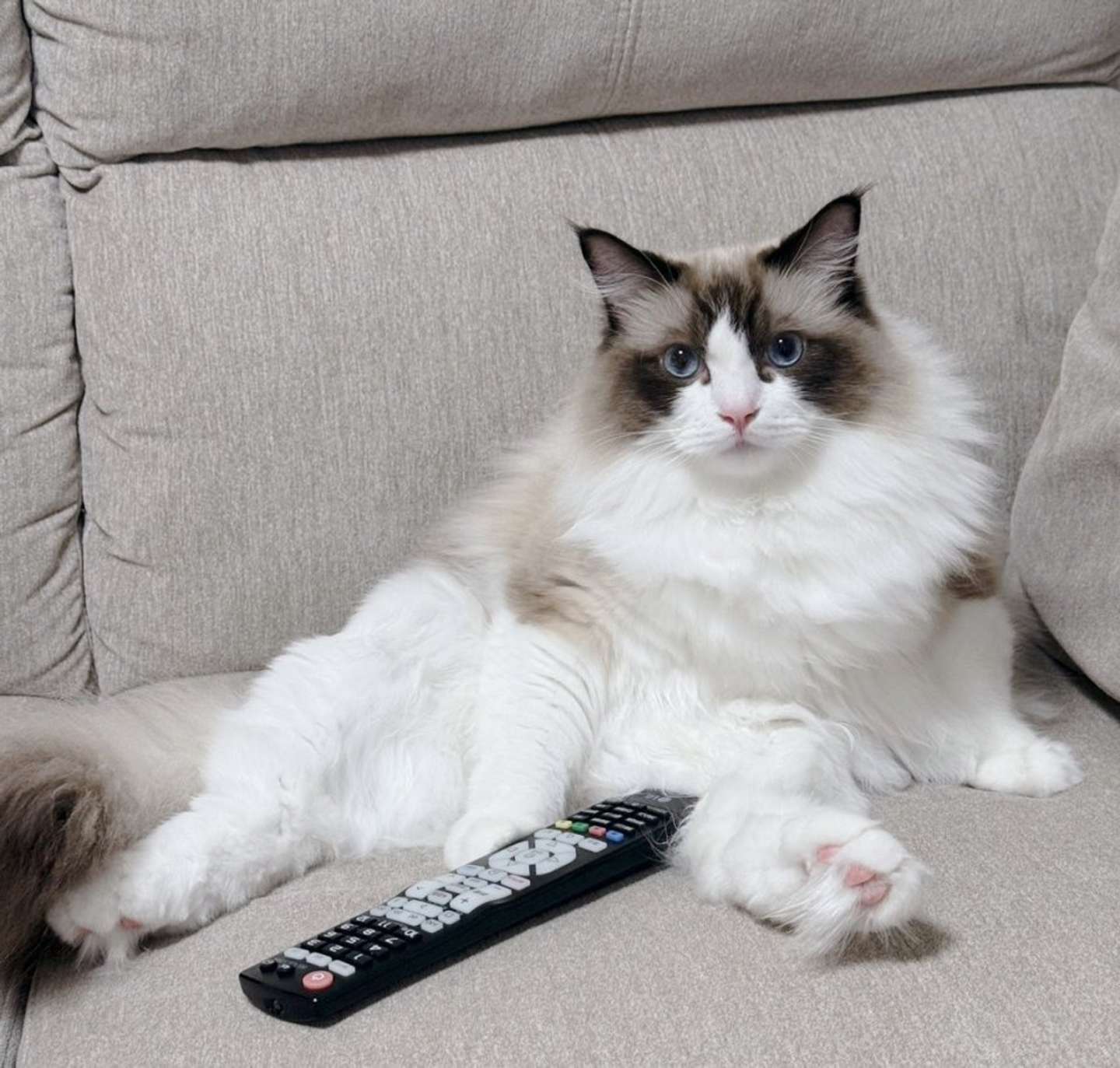 テレビ好きだというルルちゃん（＠luluchan_nekoさんの投稿より）