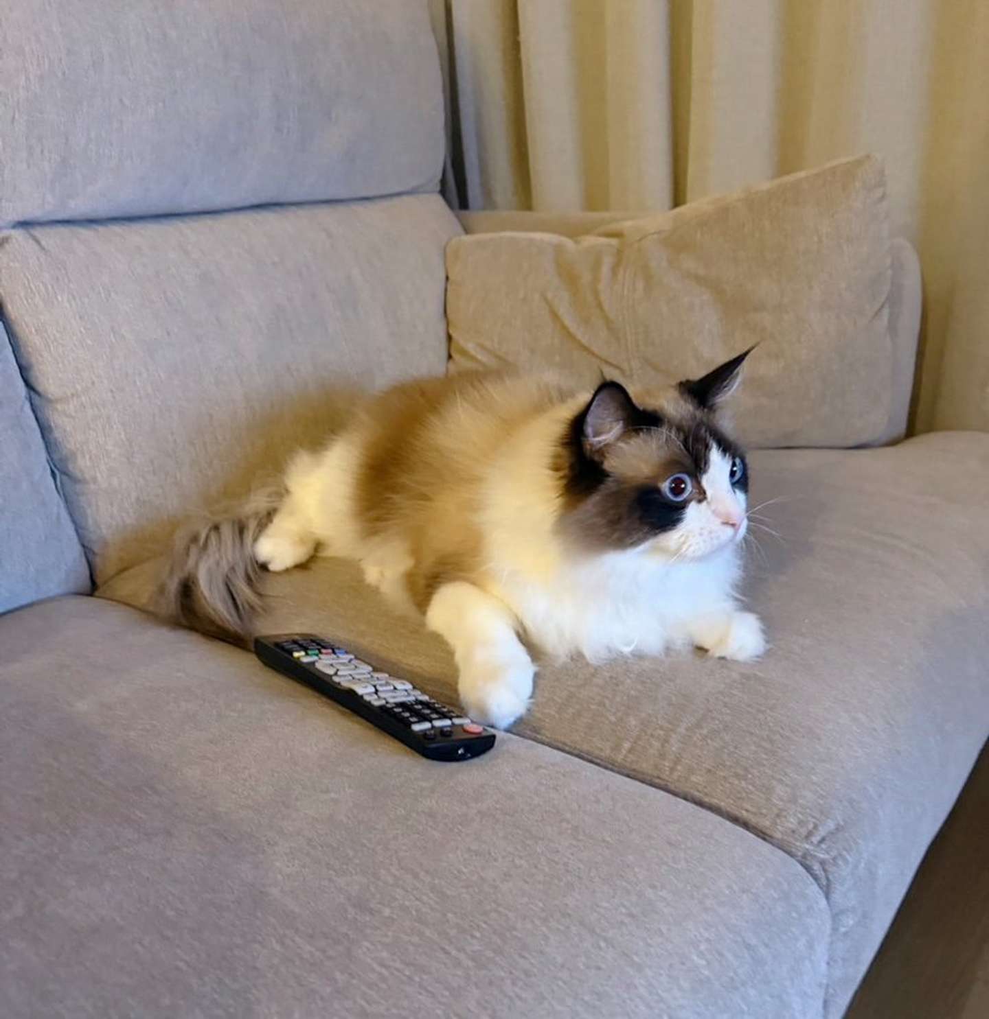 真剣に見ています（＠luluchan_nekoさんの投稿より、再掲）