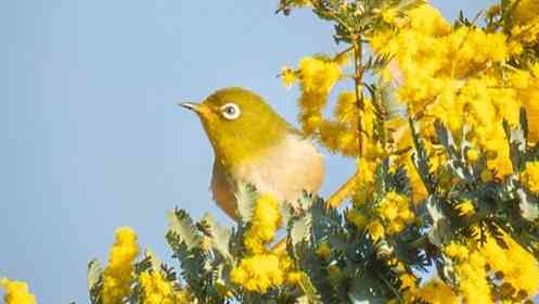 「何てレアな」「かんわいい」　静岡で激写された〝ミモジロー〟に8000人感たん