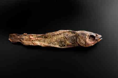 「干物にしか見えない」と噂の〝魚のミイラ〟　どういう存在？渋谷・古代エジプト美術館に聞く