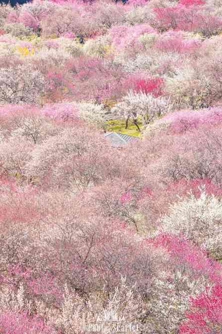 「すげ～絶景」「ずっと眺めていたい」　三重県いなべ市に出現中の〝桃源郷〟に5.1万人感嘆