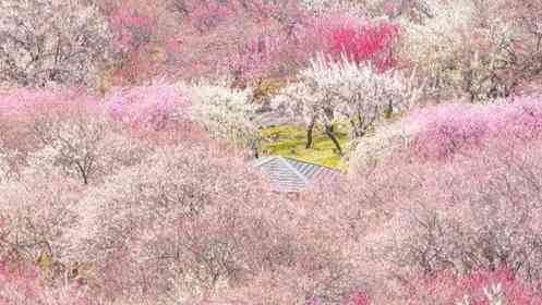 「すげ～絶景」「ずっと眺めていたい」　三重県いなべ市に出現中の〝桃源郷〟に5.1万人感嘆