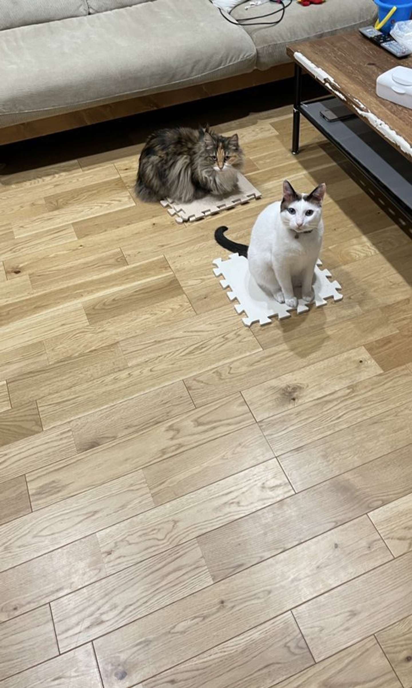 画像は＠tsukune216さんの投稿より