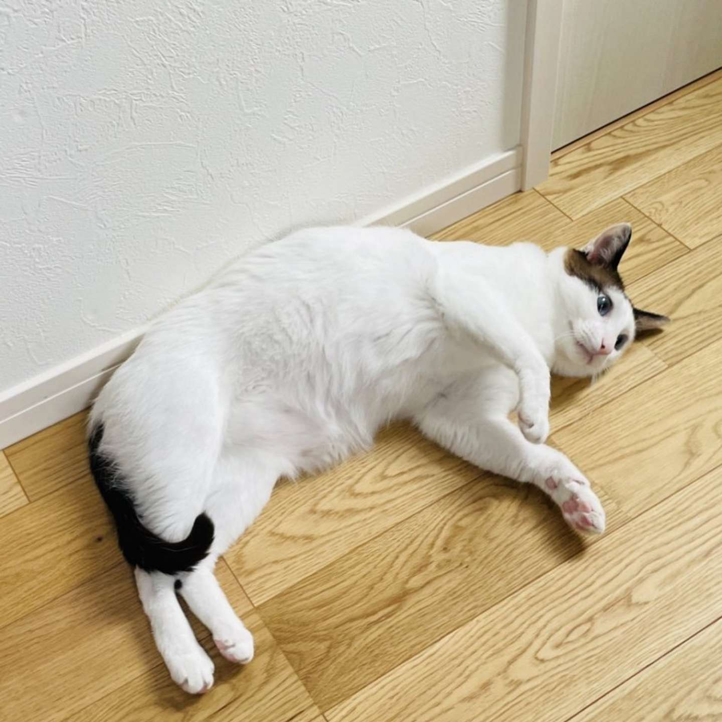 「撫でてー！(コロン)」画像は＠tsukune216さんの投稿より