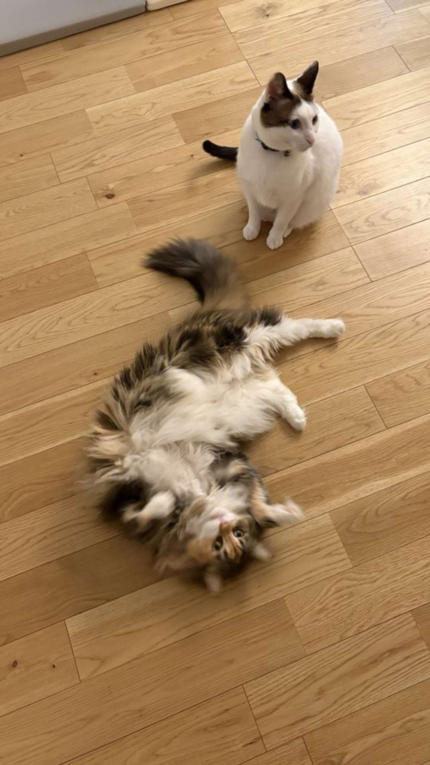 「ちゅーる買ってぇぇえーー！！！」画像は＠tsukune216さんの投稿より