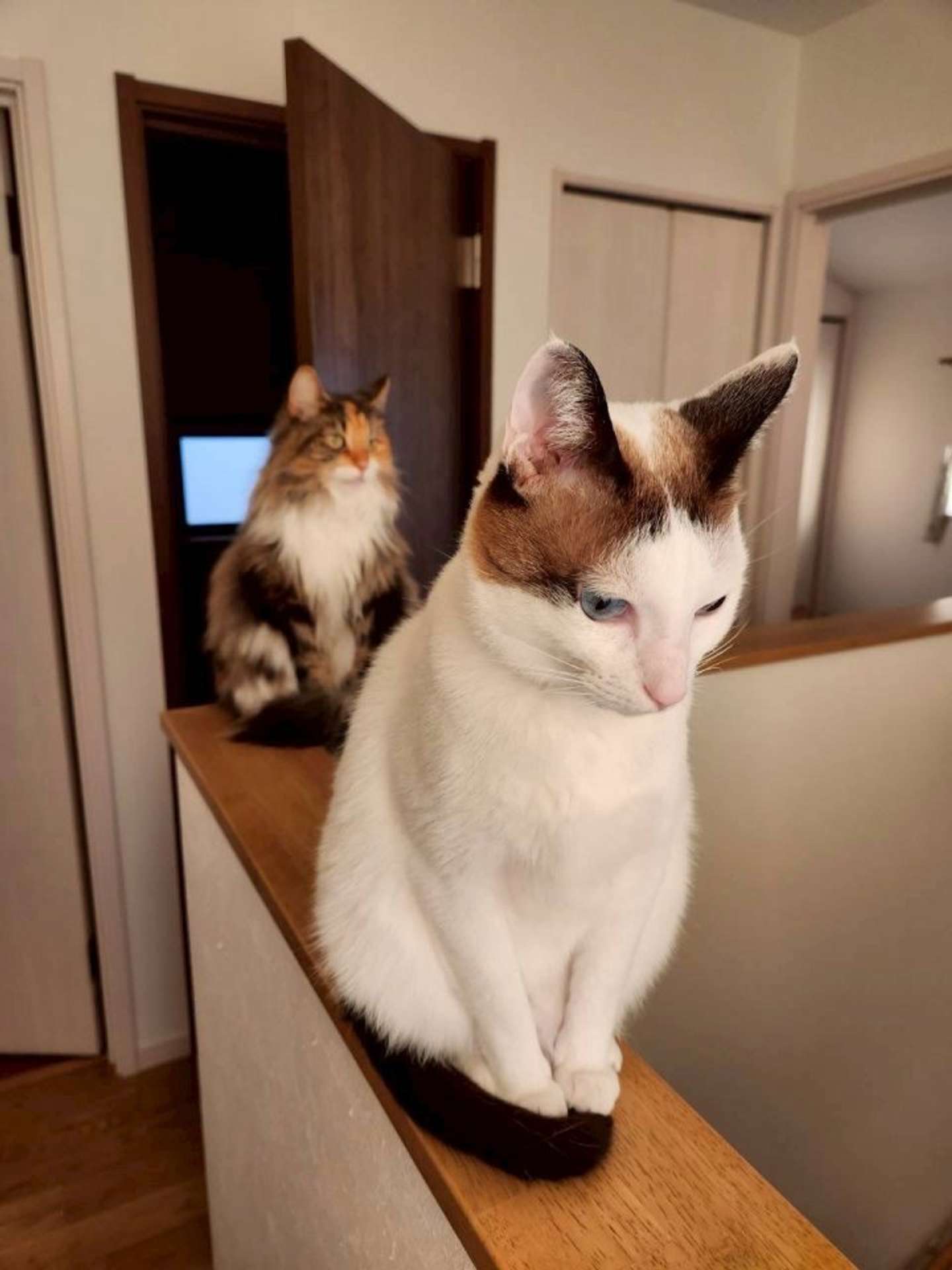 撫でてください列画像は＠tsukune216さんの投稿より