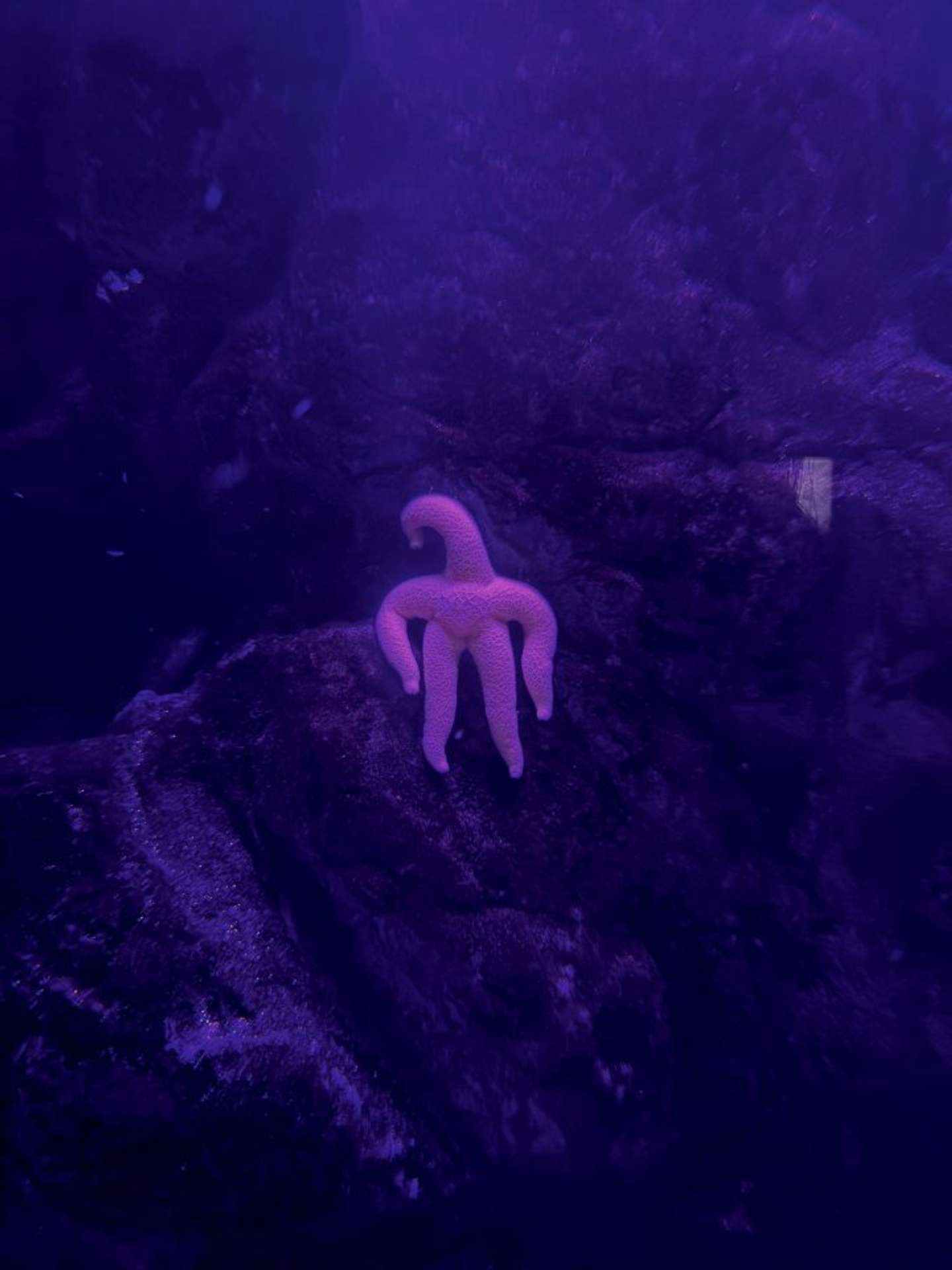 ナニか...いる...（画像は上越市立水族博物館うみがたりの公式Xアカウントより）