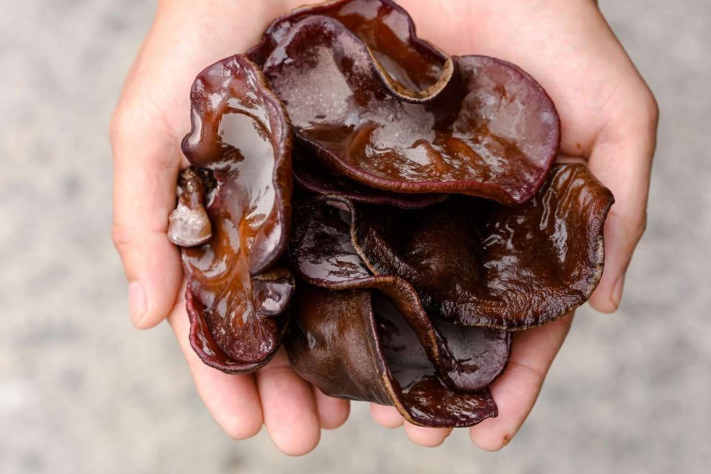 従業員の提案で始まったきくらげ栽培（画像提供：日栄交通）