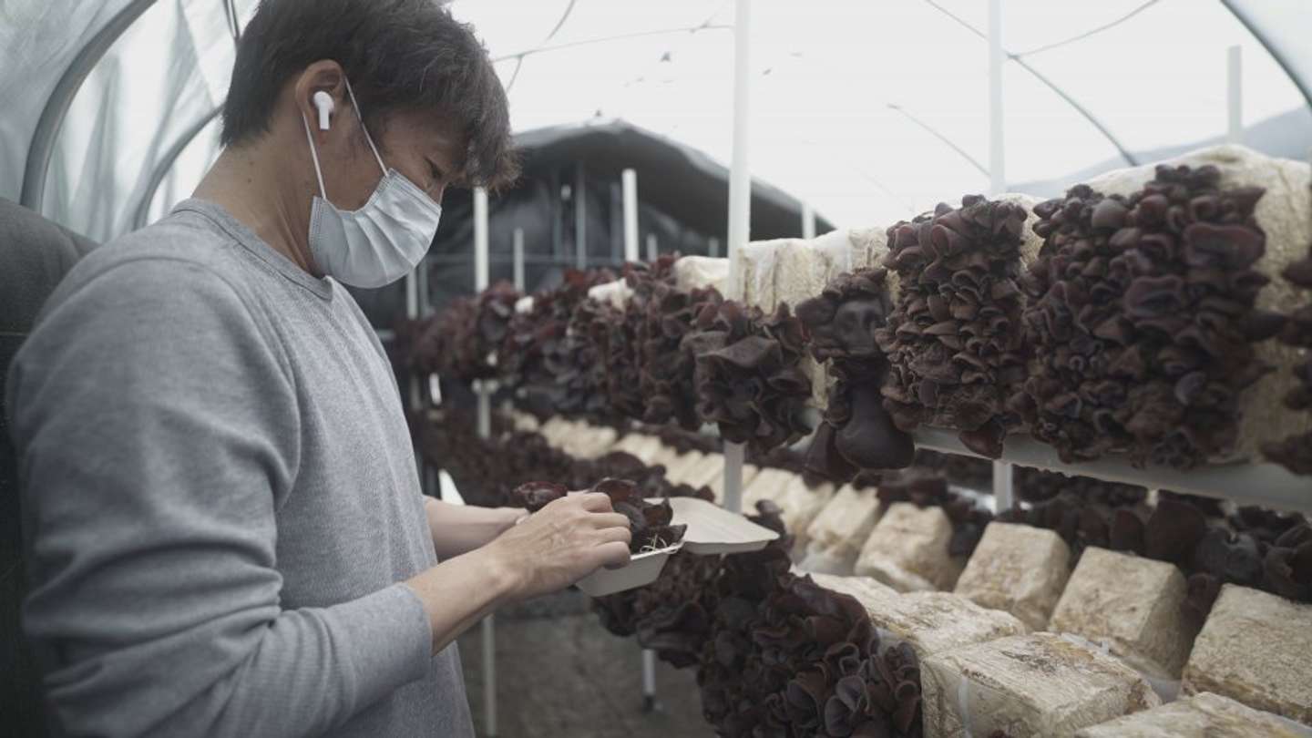 栽培中の風景（画像提供：日栄交通）