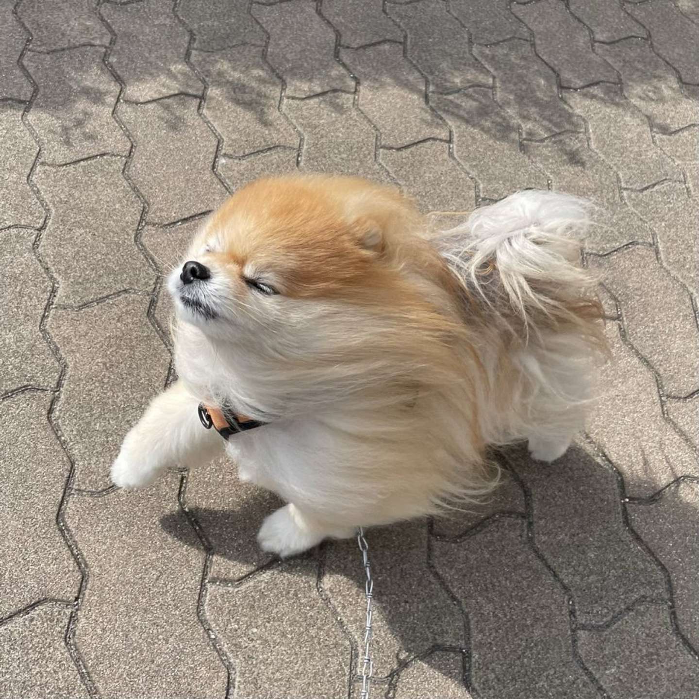 画像は橘紫夕（＠tachibana_shiu）さんの投稿より