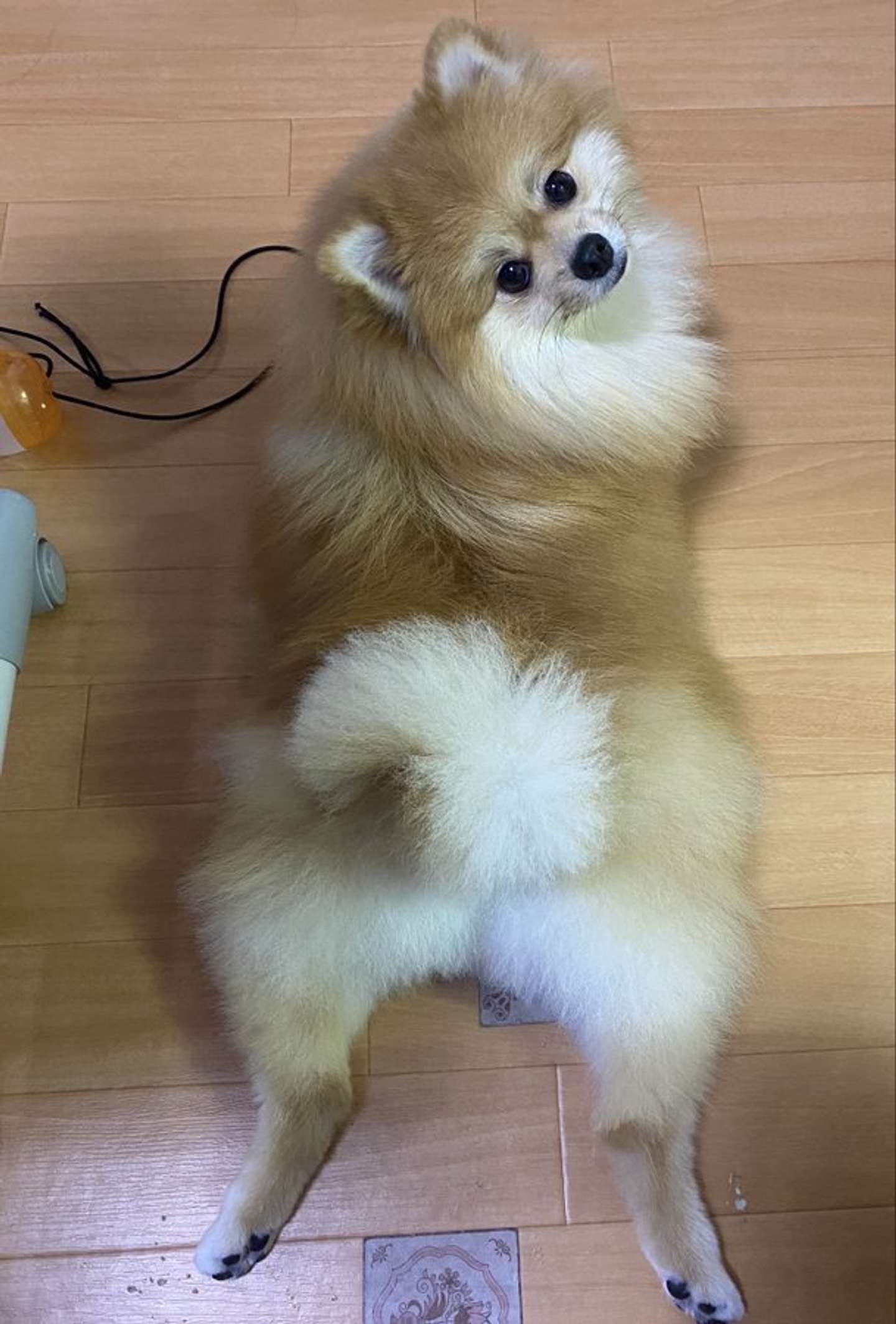 画像は橘紫夕（＠tachibana_shiu）さんの投稿より