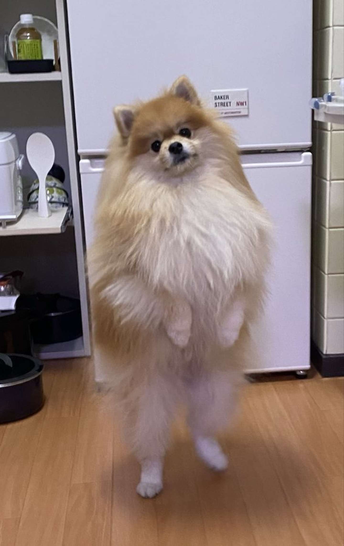 画像は橘紫夕（＠tachibana_shiu）さんの投稿より