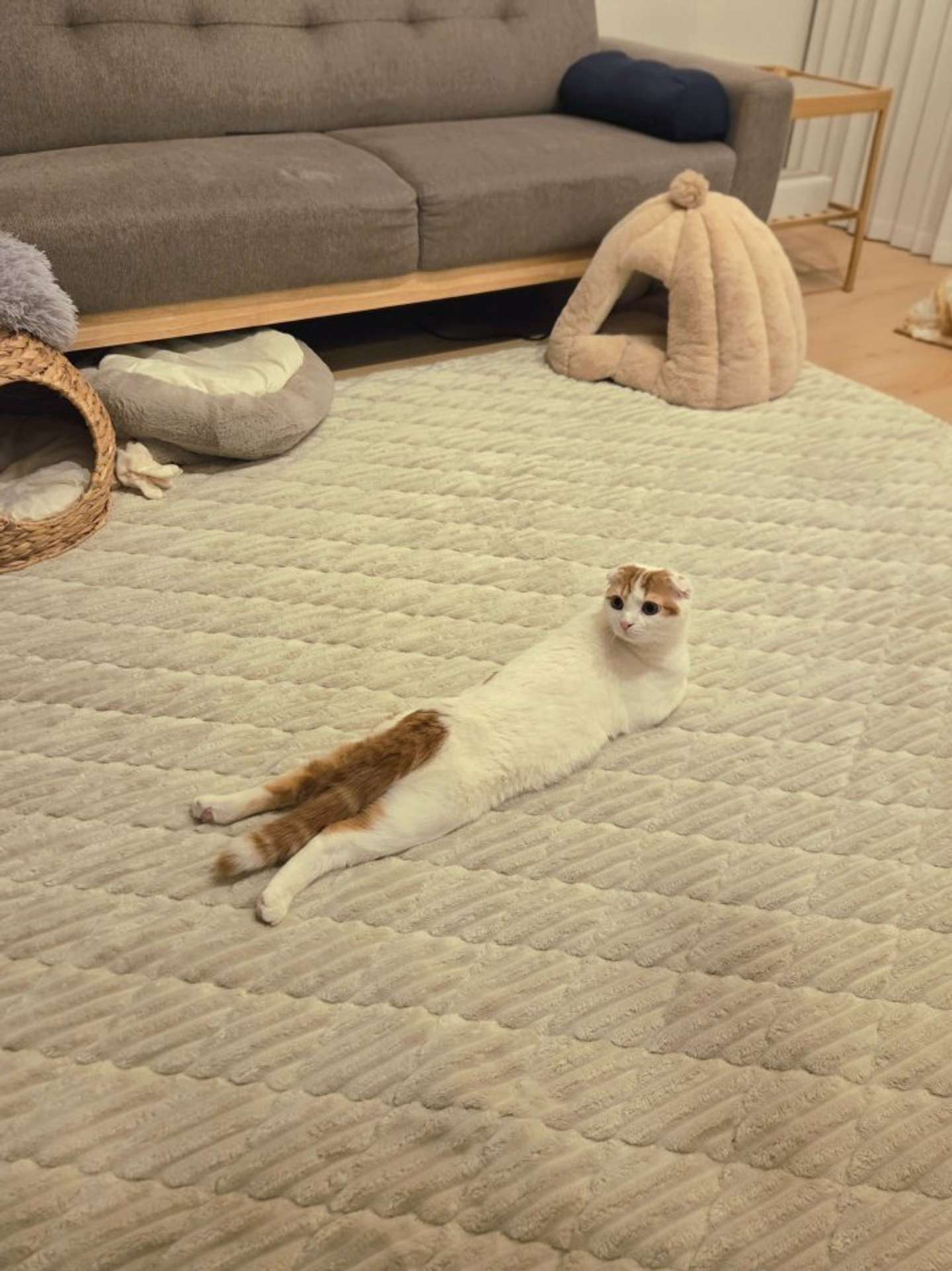 （画像は＠sera230813さんの投稿より、再掲）