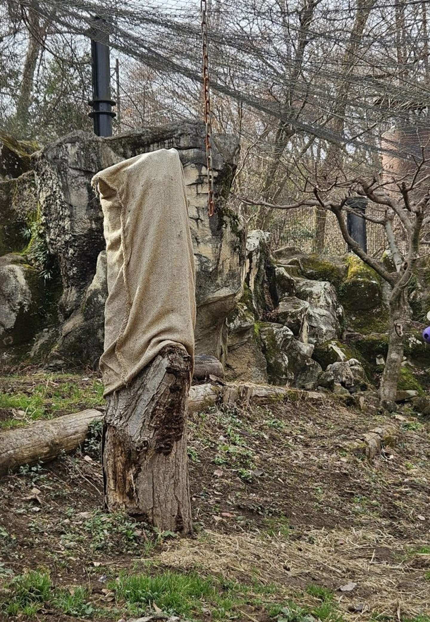 どこ？（写真提供：（公財）東京動物園協会）