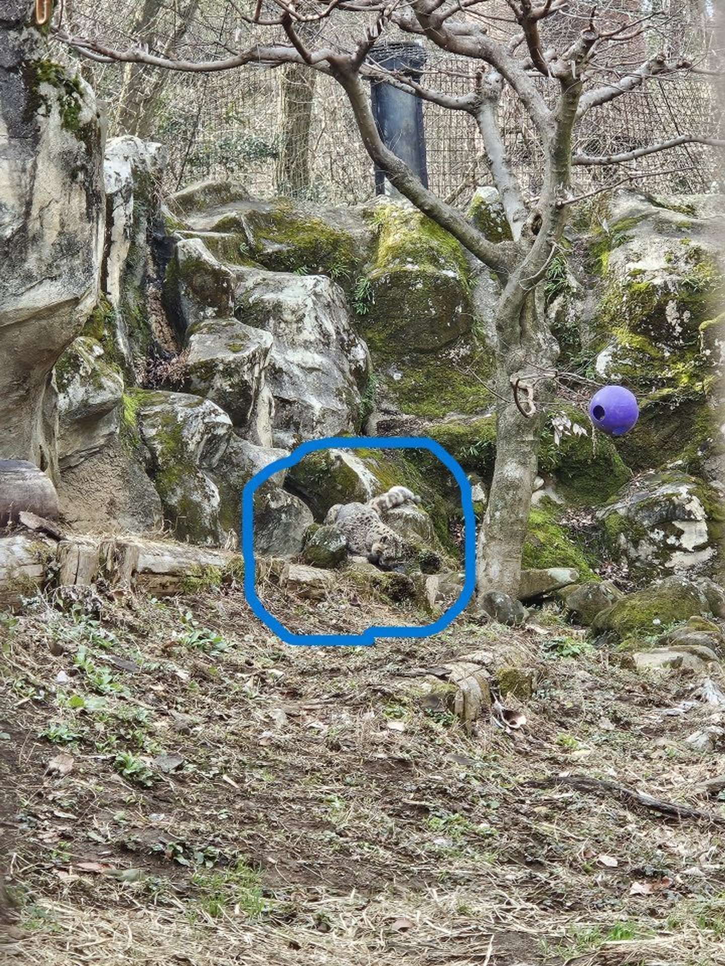 答えは...（写真提供：（公財）東京動物園協会）