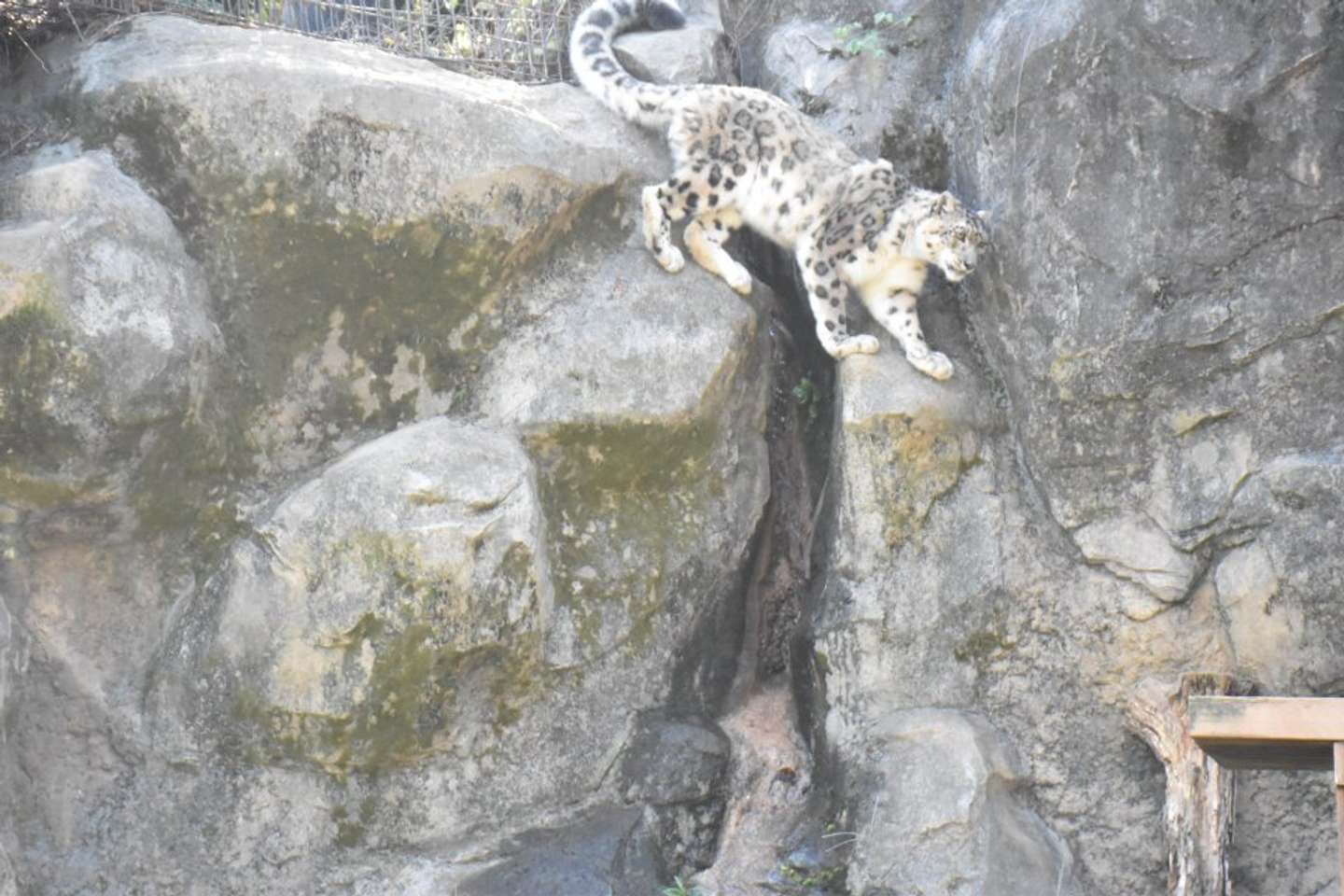 岩場に溶け込む配色（写真提供：（公財）東京動物園協会）