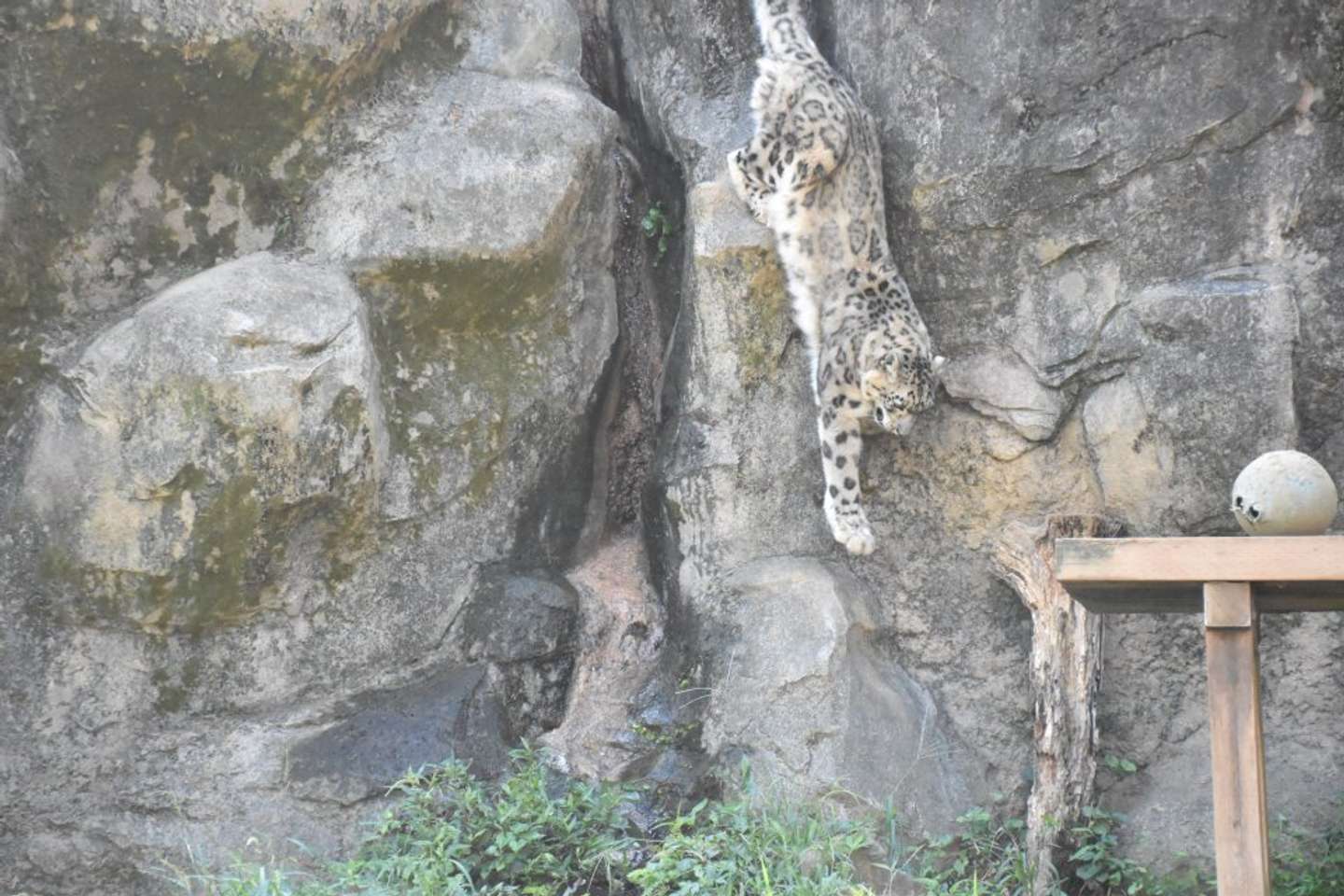 探せばいます（写真提供：（公財）東京動物園協会）