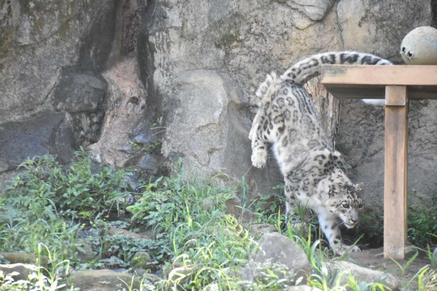 う～ん、背景とソックリ（写真提供：（公財）東京動物園協会）