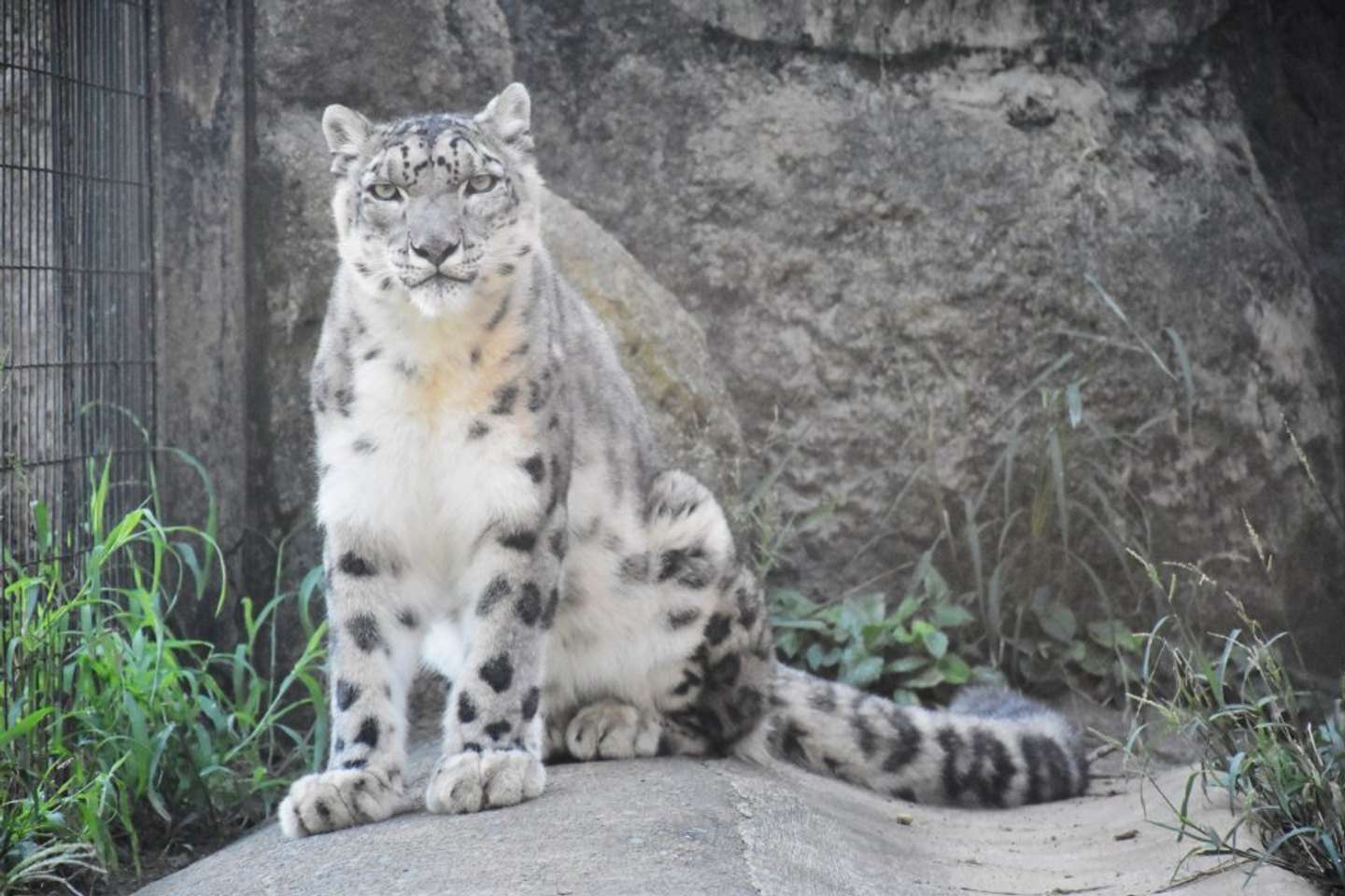 正面から見たユキヒョウ（写真提供：（公財）東京動物園協会）