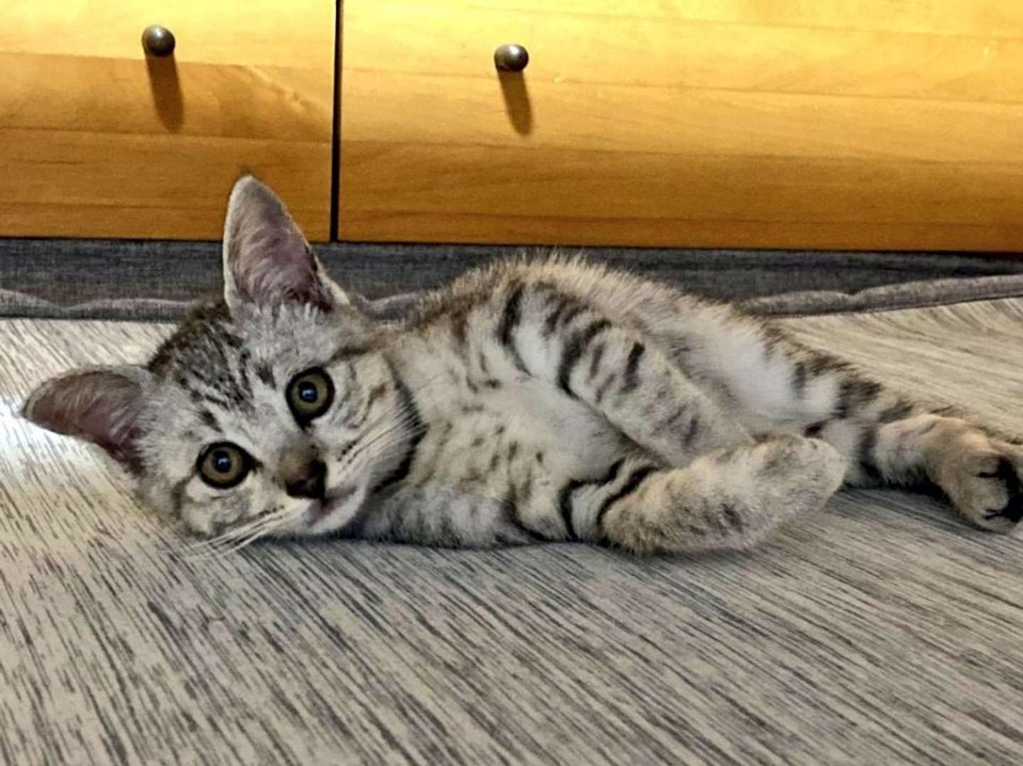 ちいさいころのしじみくん（画像は＠shijimitonさんの投稿より）