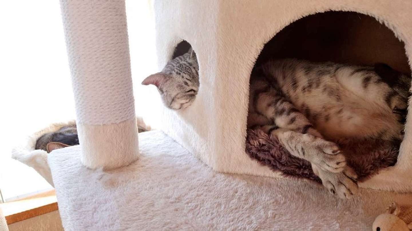 はみ出て寝るしじみくん（画像は＠shijimitonさんの投稿より）