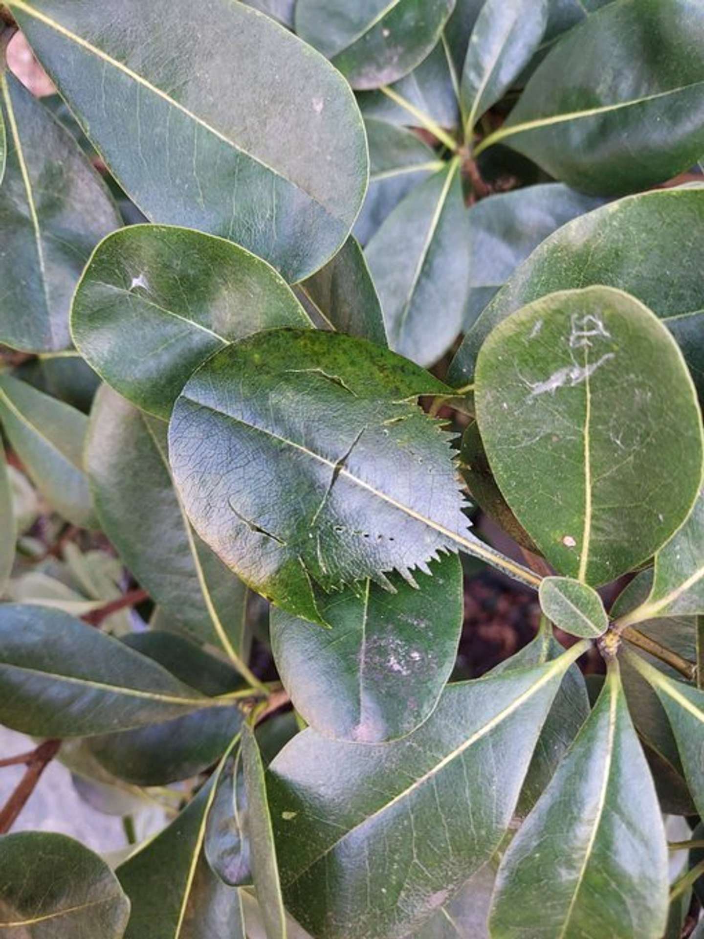 笠岡市立カブトガニ博物館【公式】（＠horseshoecrab_m）の投稿より