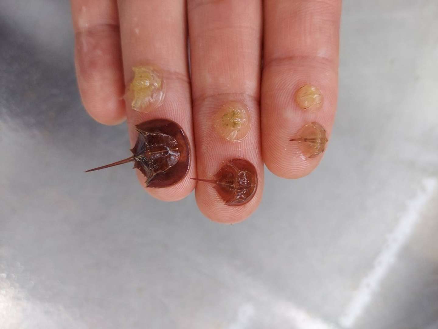 カブトガニの脱皮（笠岡市立カブトガニ博物館【公式】（＠horseshoecrab_m）2024年6月23日の投稿より）