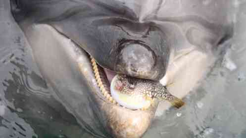 不遇なフグ、イルカに咥えられ「ふぐぅッ」　2.5万人注目の光景、その後どうなった？水族館に聞く