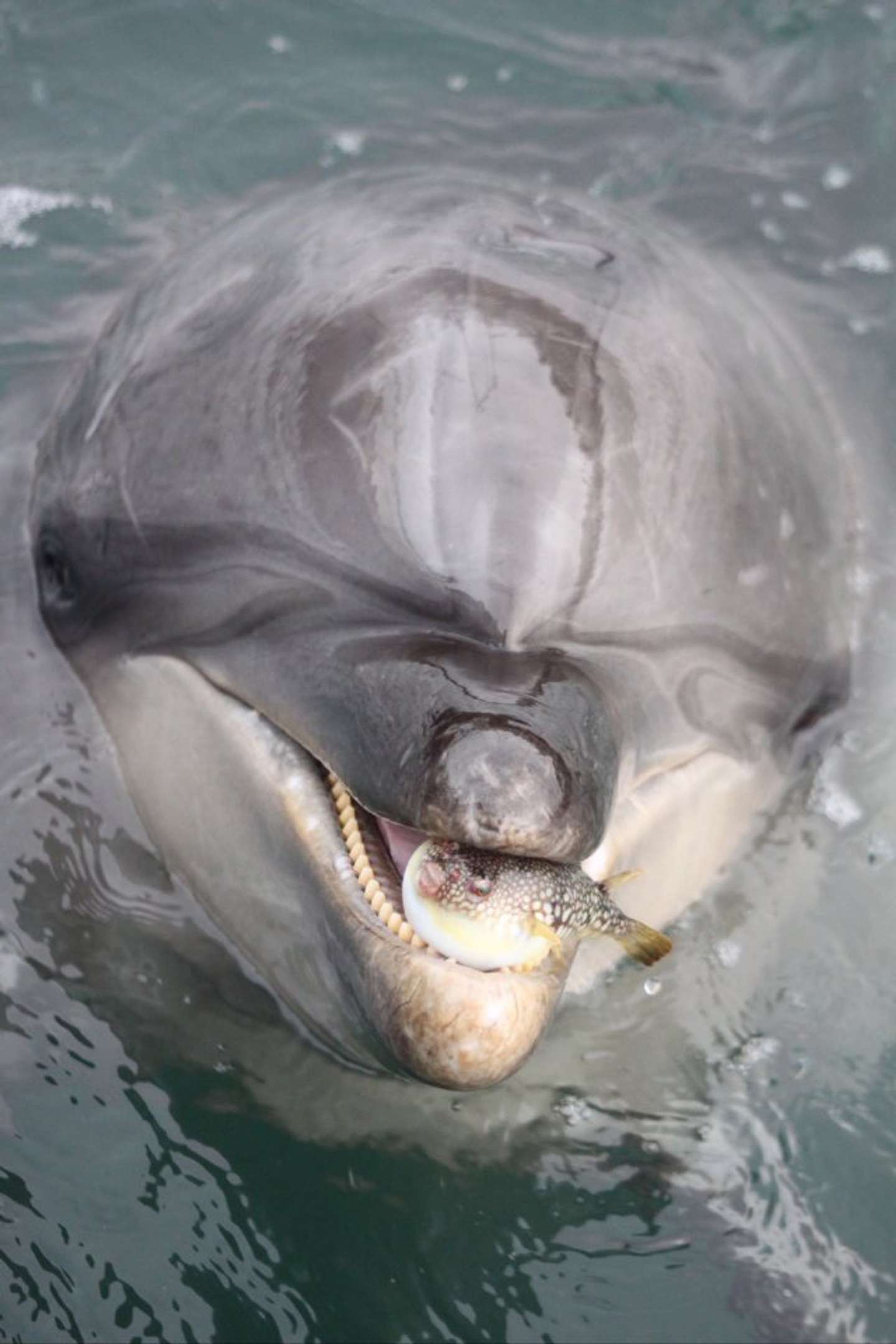 放してほしそう（画像は海中水族館シードーナツの公式Xより、再掲）