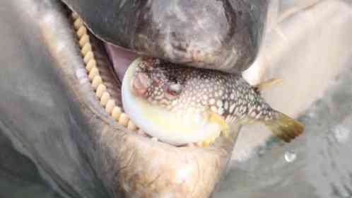 画像は海中水族館シードーナツの公式Xより