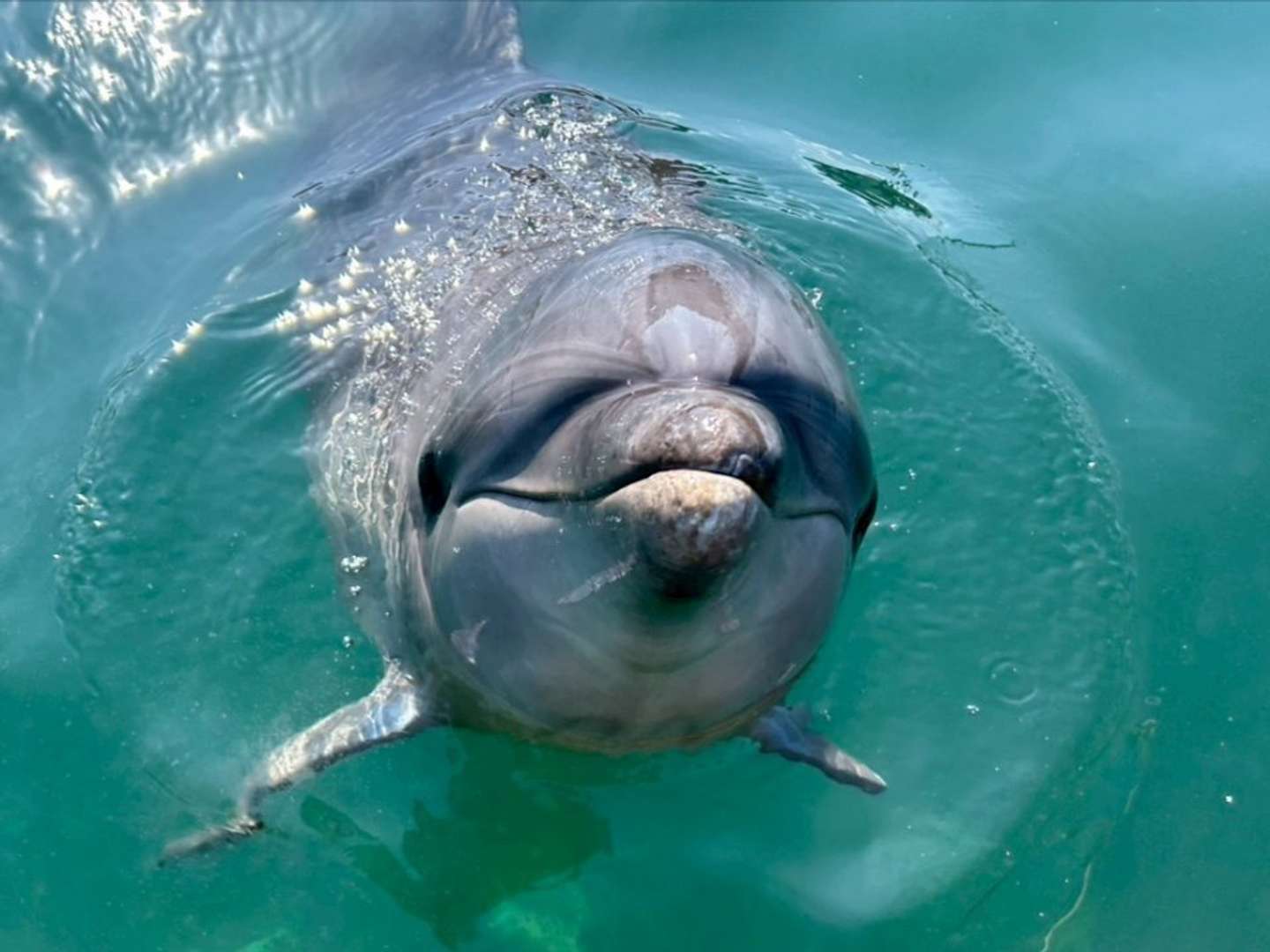 シードーナツのバンドウイルカ（写真提供：海中水族館シードーナツ）