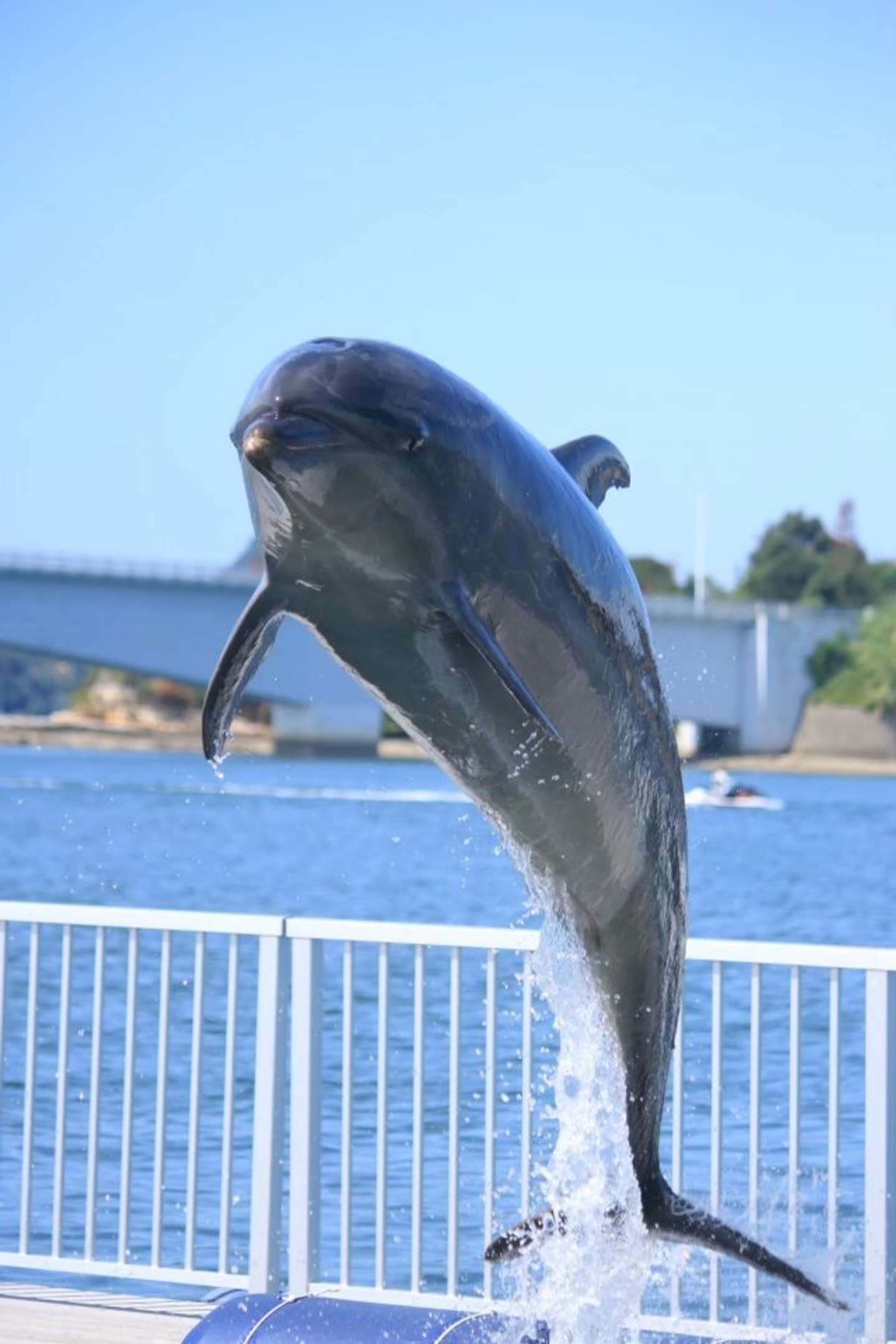 ジャンプするバンドウイルカ（写真提供：海中水族館シードーナツ）