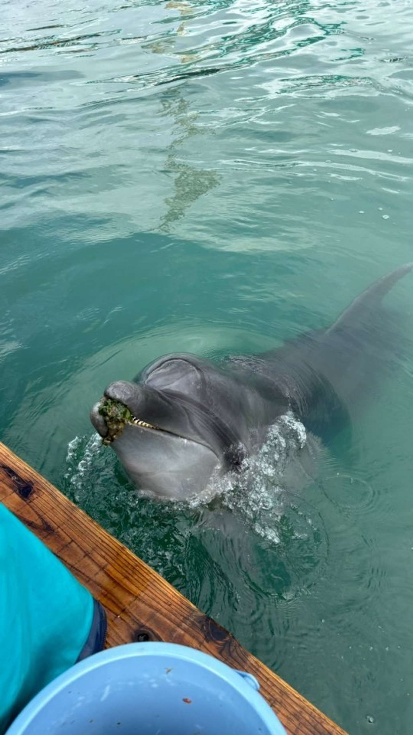 色々くわえる（写真提供：海中水族館シードーナツ）