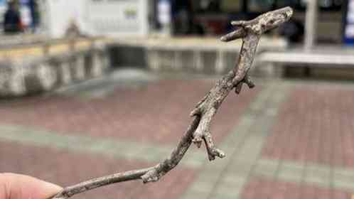 徳島求人情報 QSTYLEの公式Xアカウント（＠Qstyle_koshiki）の投稿より