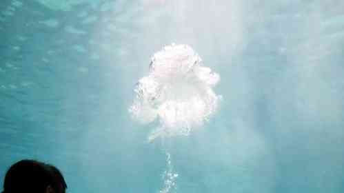 「なんかでてる！」「マンガみたい」「癒されます」　名古屋港水族館で噴出した〝ぽふぅ〟に4.6万人夢中