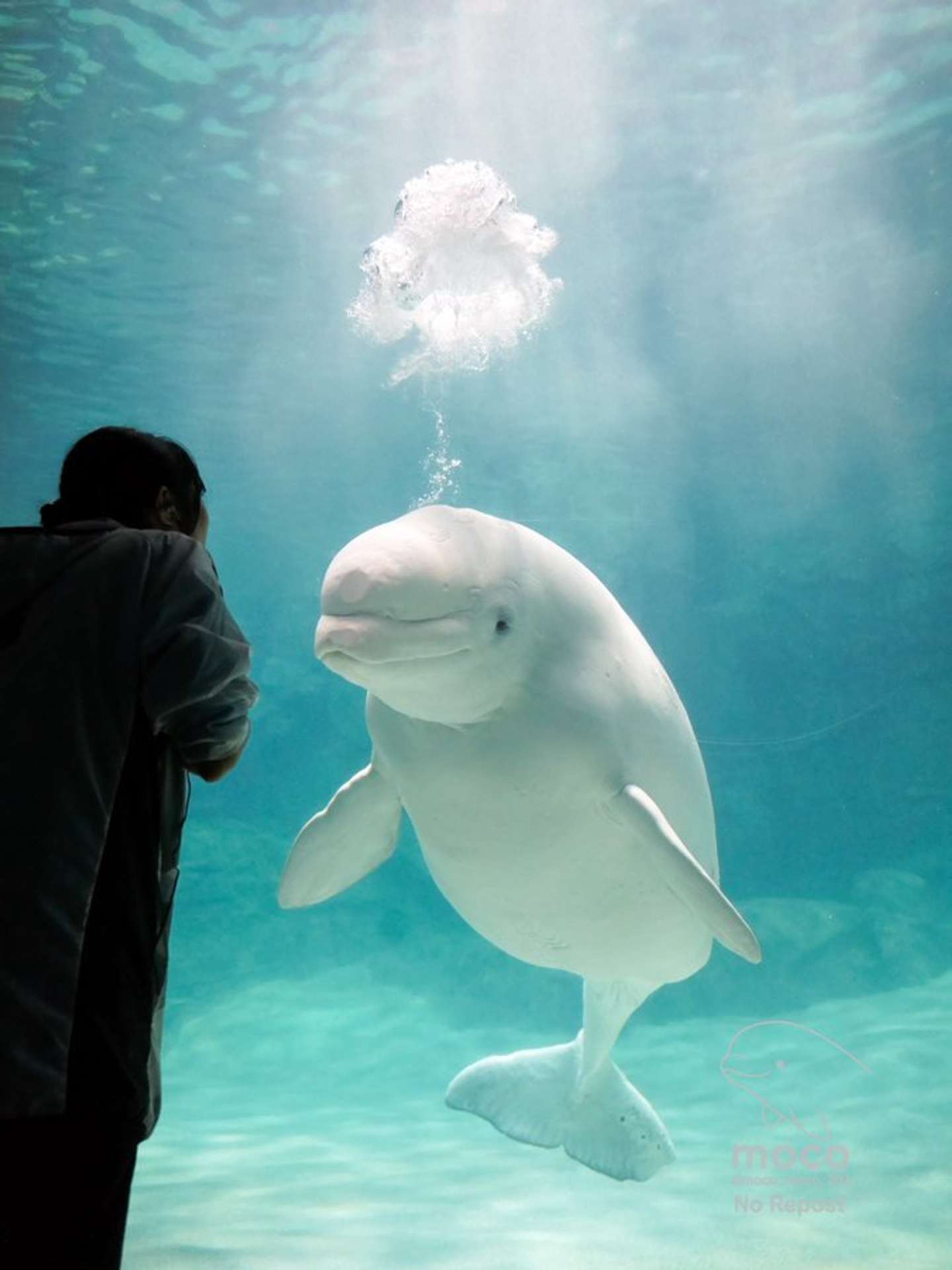 moco（＠moco_moco_202）さんの投稿より、再掲