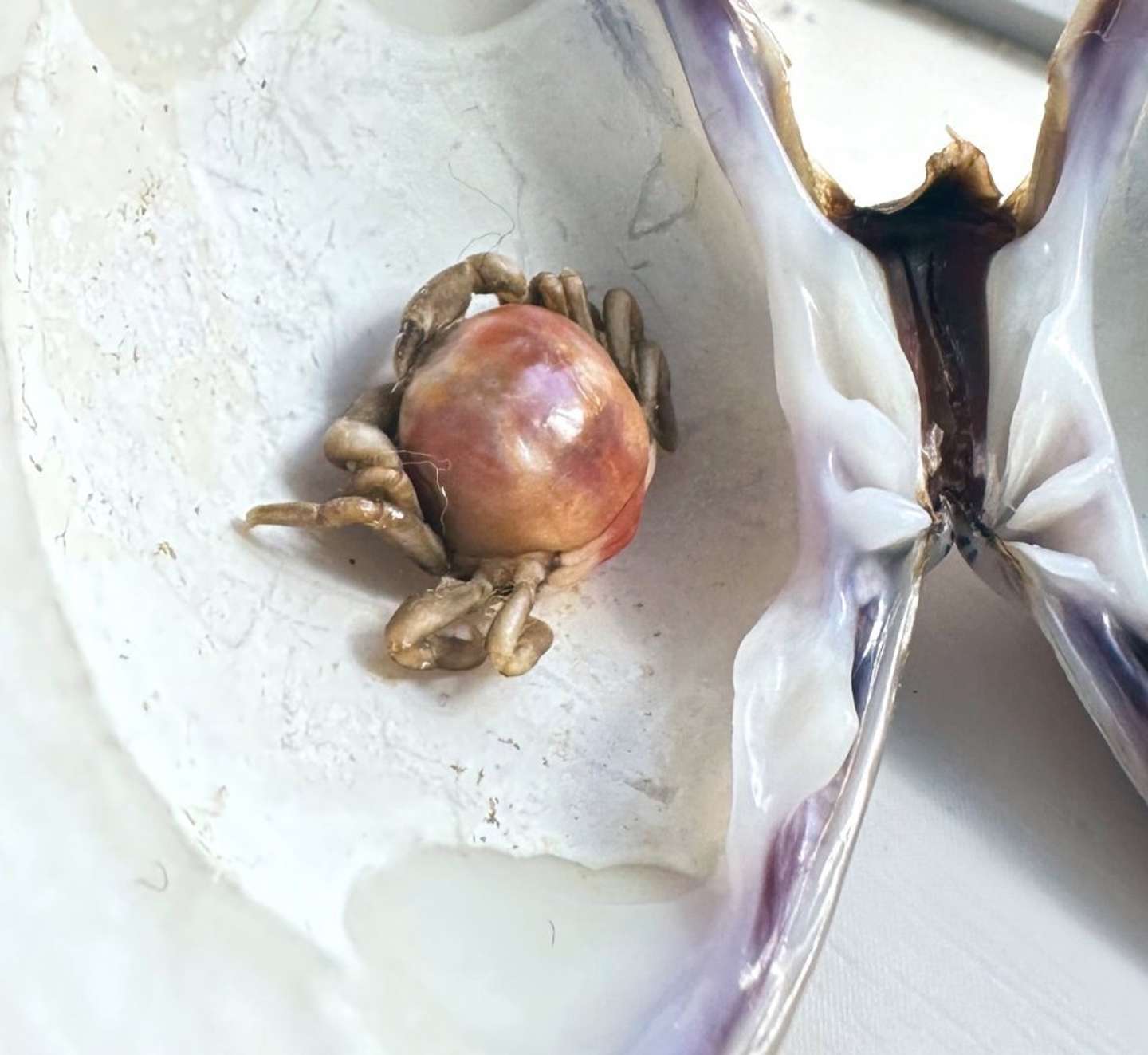 貝に寄生している（画像はゆかりちゃん＠yukaric03886076さんの投稿より）