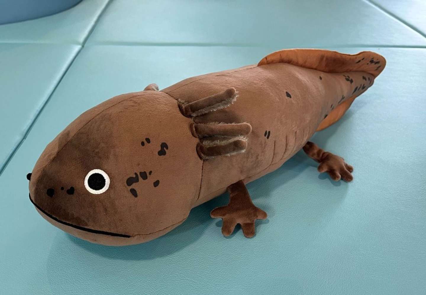 イワキサンショウウオの赤ちゃん　約60cm