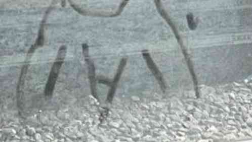 ぐま（＠gumaguma228）さんの投稿より